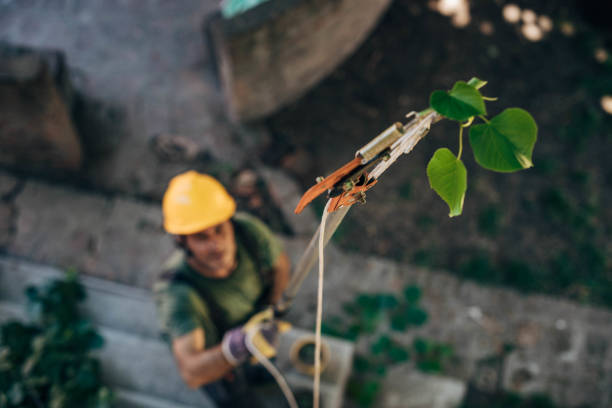 Trusted Southworth, WA Tree Service Experts